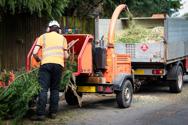 Redmond, WA Tree Care Services Company