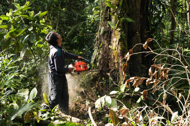 How Our Tree Care Process Works  in  Redmond, WA